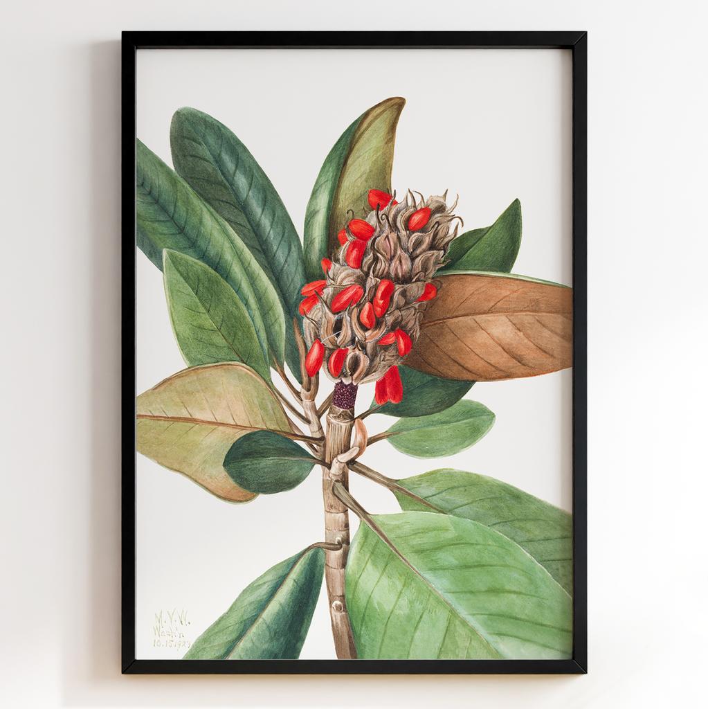 Ботанічний постер Мері Вокс Волкотт | Mary Vaux Walcott Арт: 277320