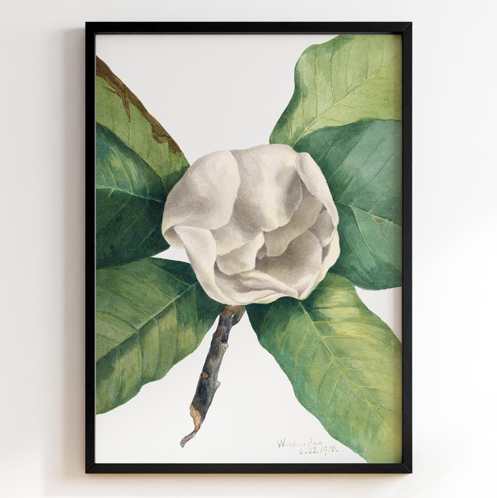 Ботанічний постер Мері Вокс Волкотт | Mary Vaux Walcott Арт: 277321