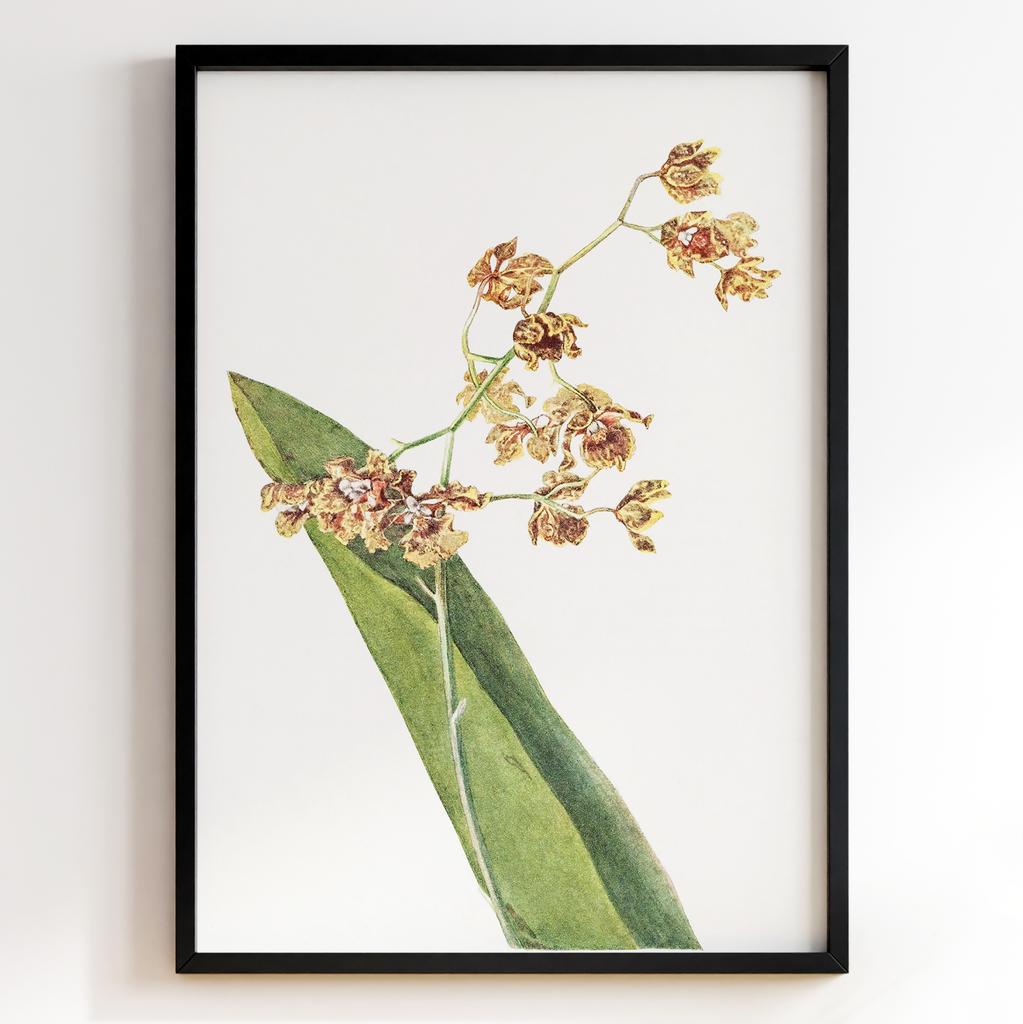 Ботанічний постер Мері Вокс Волкотт | Mary Vaux Walcott Арт: 277322