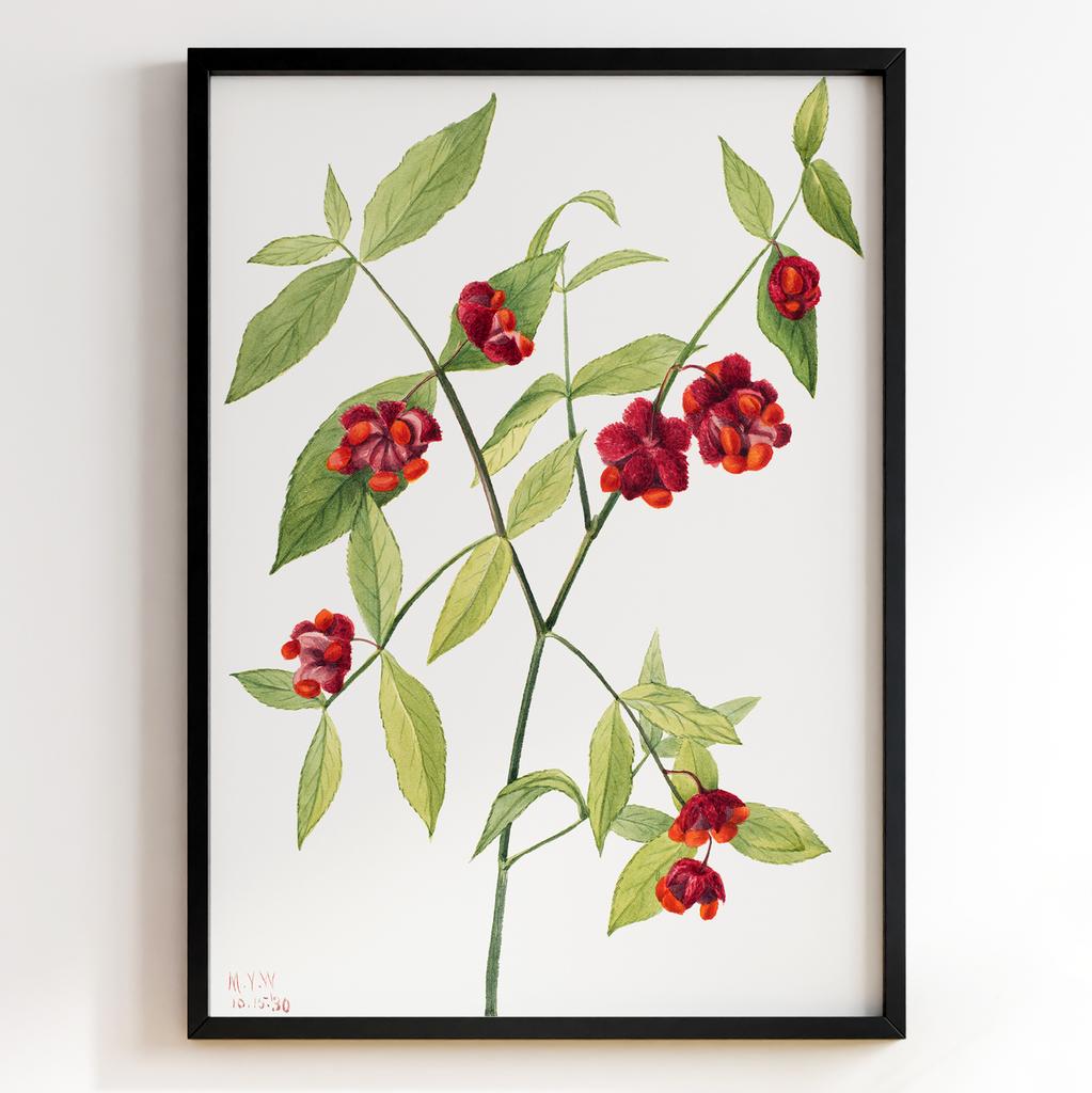 Ботанічний постер Мері Вокс Волкотт | Mary Vaux Walcott Арт: 277323