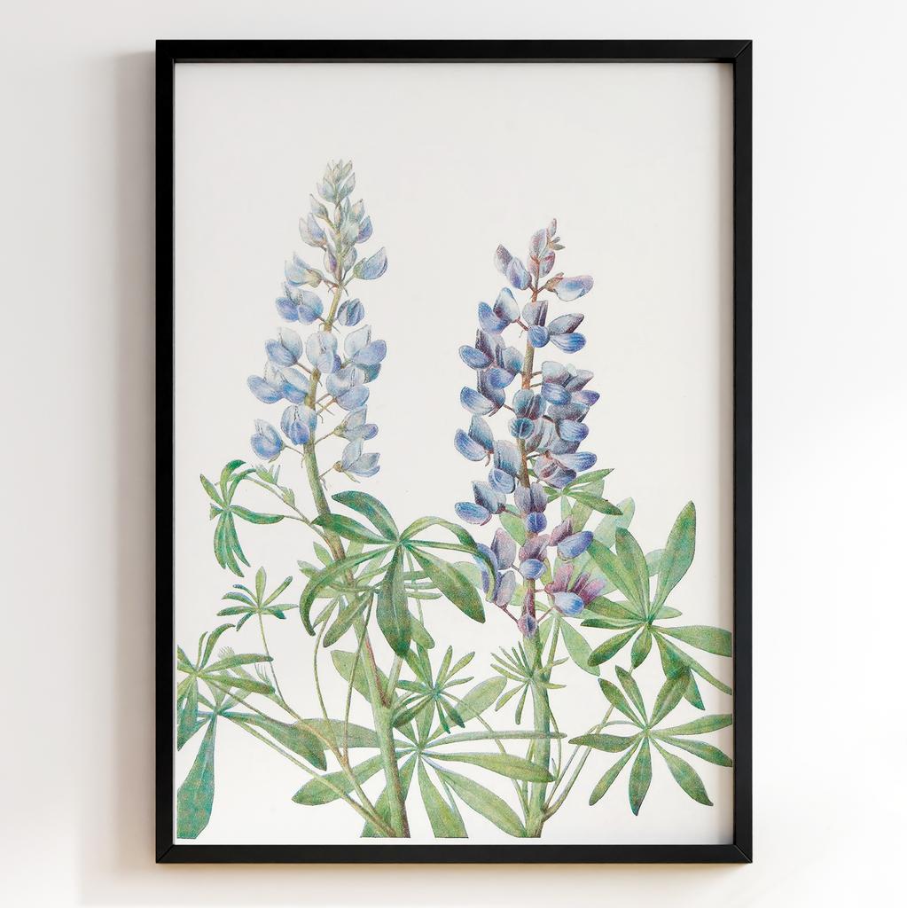 Ботанічний постер Мері Вокс Волкотт | Mary Vaux Walcott Арт: 277324