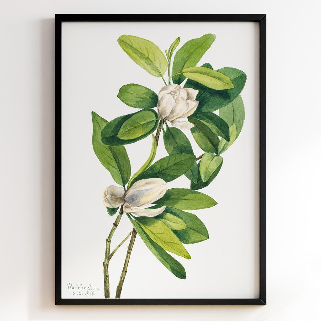 Ботанічний постер Мері Вокс Волкотт | Mary Vaux Walcott Арт: 277325