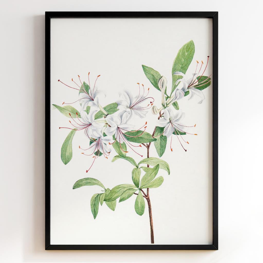 Ботанічний постер Мері Вокс Волкотт | Mary Vaux Walcott Арт: 277326