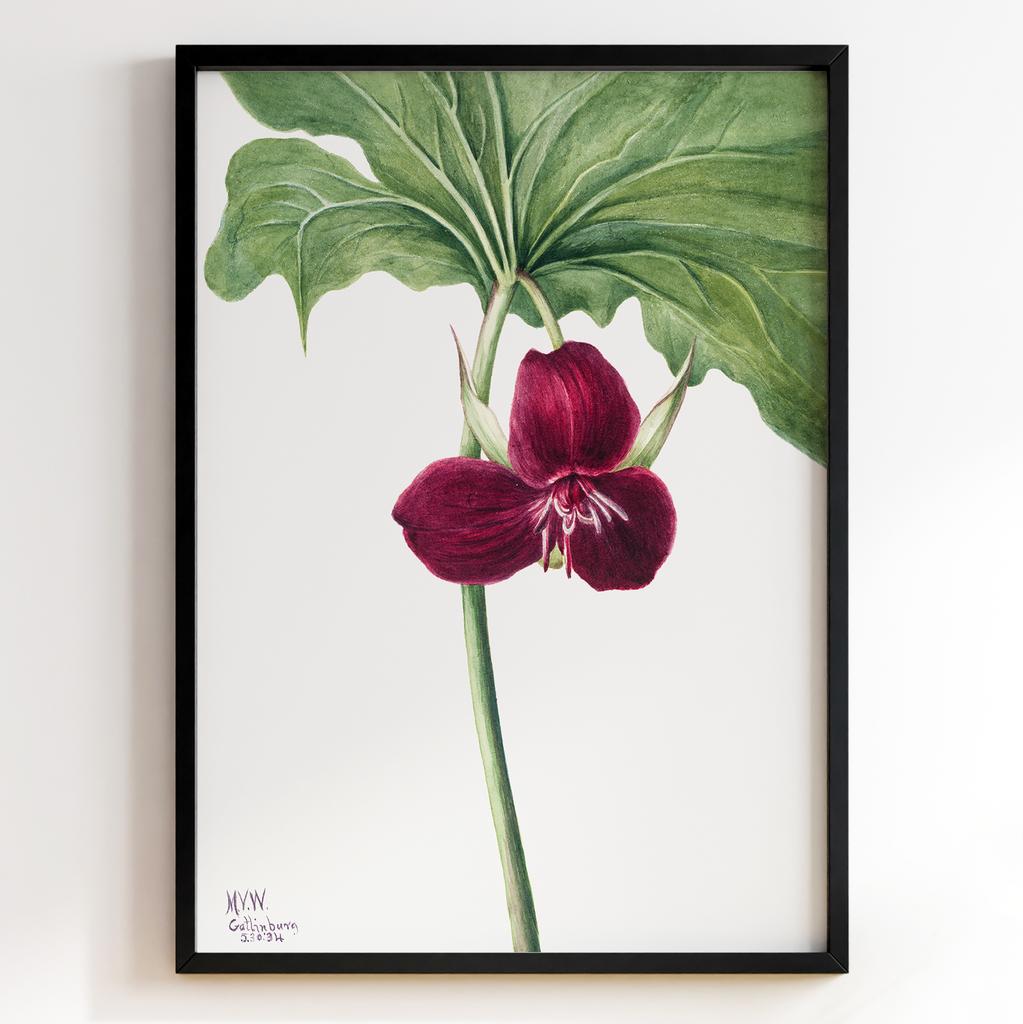 Ботанічний постер Мері Вокс Волкотт | Mary Vaux Walcott Арт: 277327