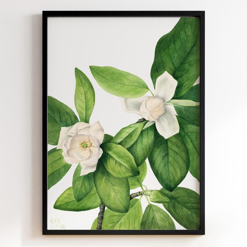 Ботанічний постер Мері Вокс Волкотт | Mary Vaux Walcott Арт: 277328