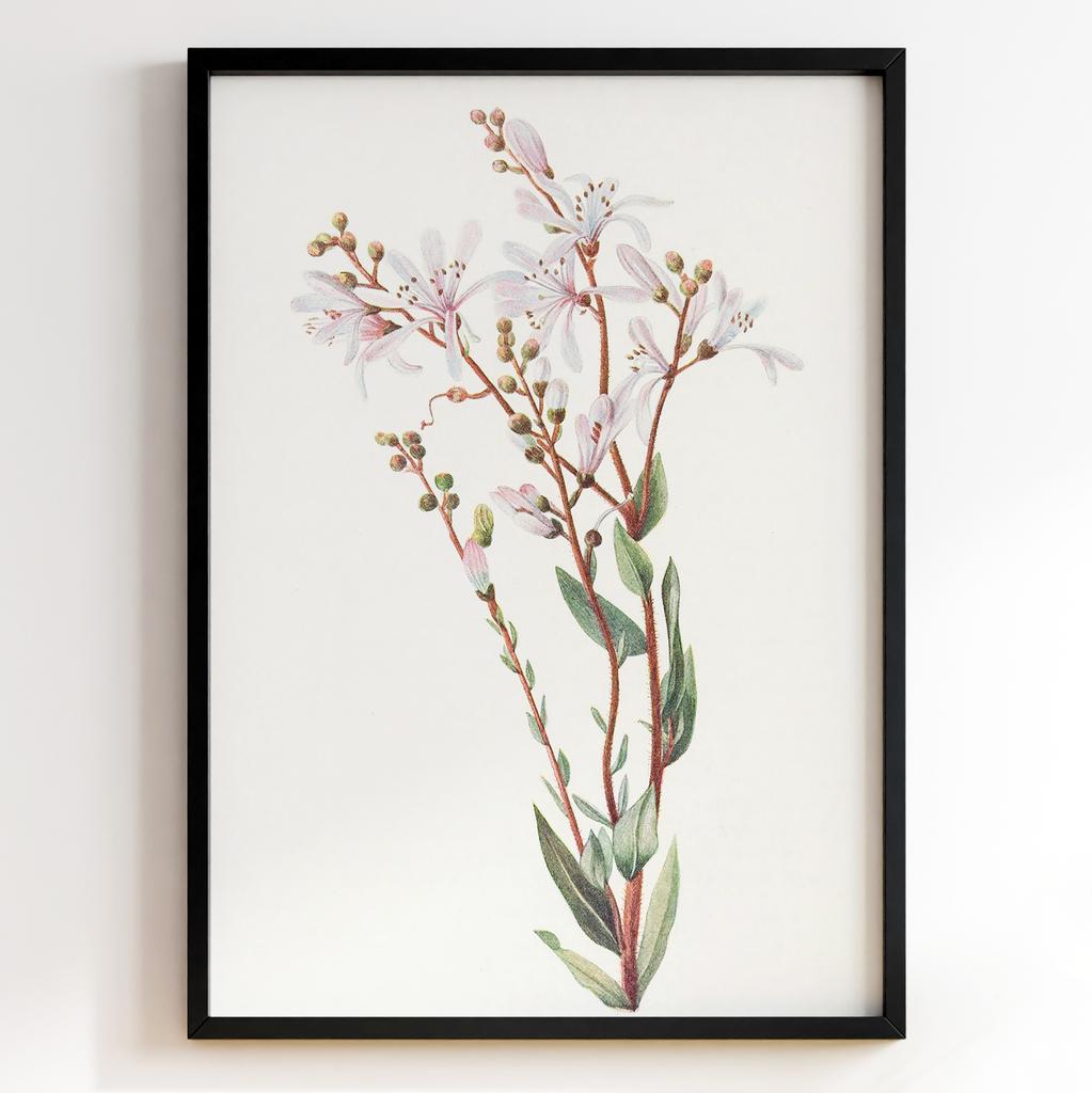 Ботанічний постер Мері Вокс Волкотт | Mary Vaux Walcott Арт: 277329