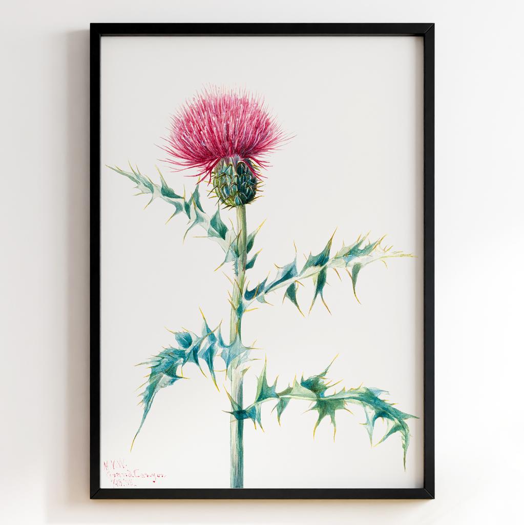 Ботанічний постер Мері Вокс Волкотт | Mary Vaux Walcott Арт: 277330