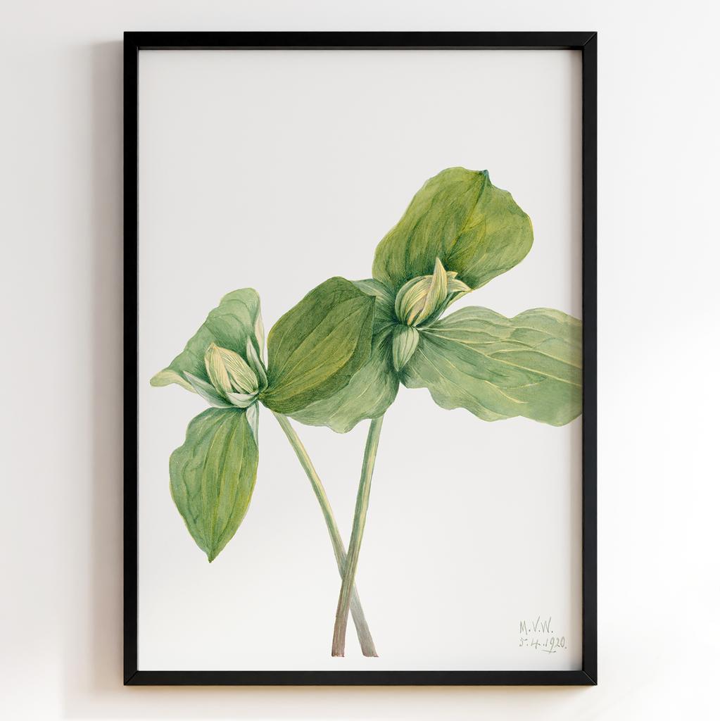 Ботанічний постер Мері Вокс Волкотт | Mary Vaux Walcott Арт: 277331