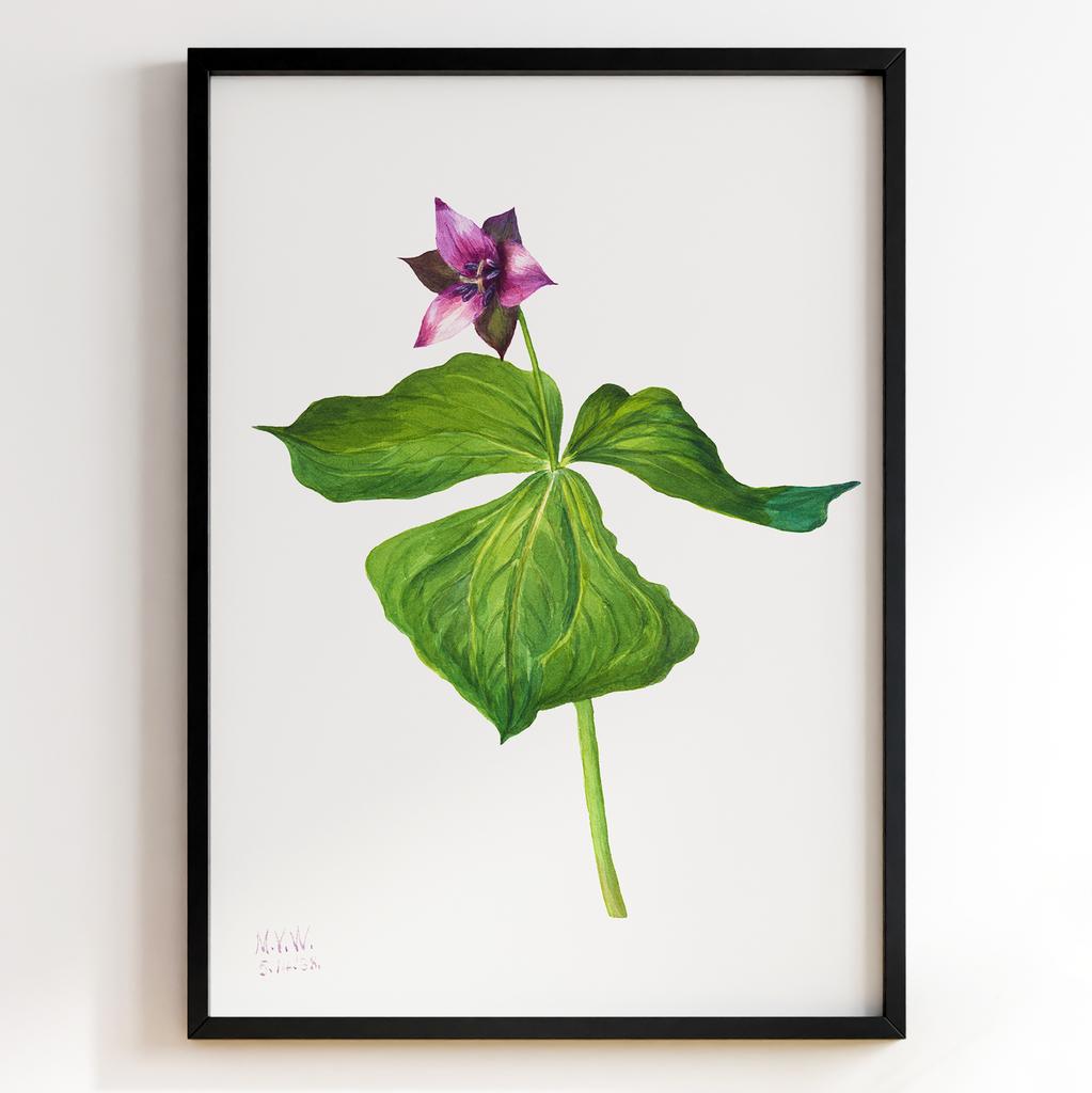 Ботанічний постер Мері Вокс Волкотт | Mary Vaux Walcott Арт: 277332