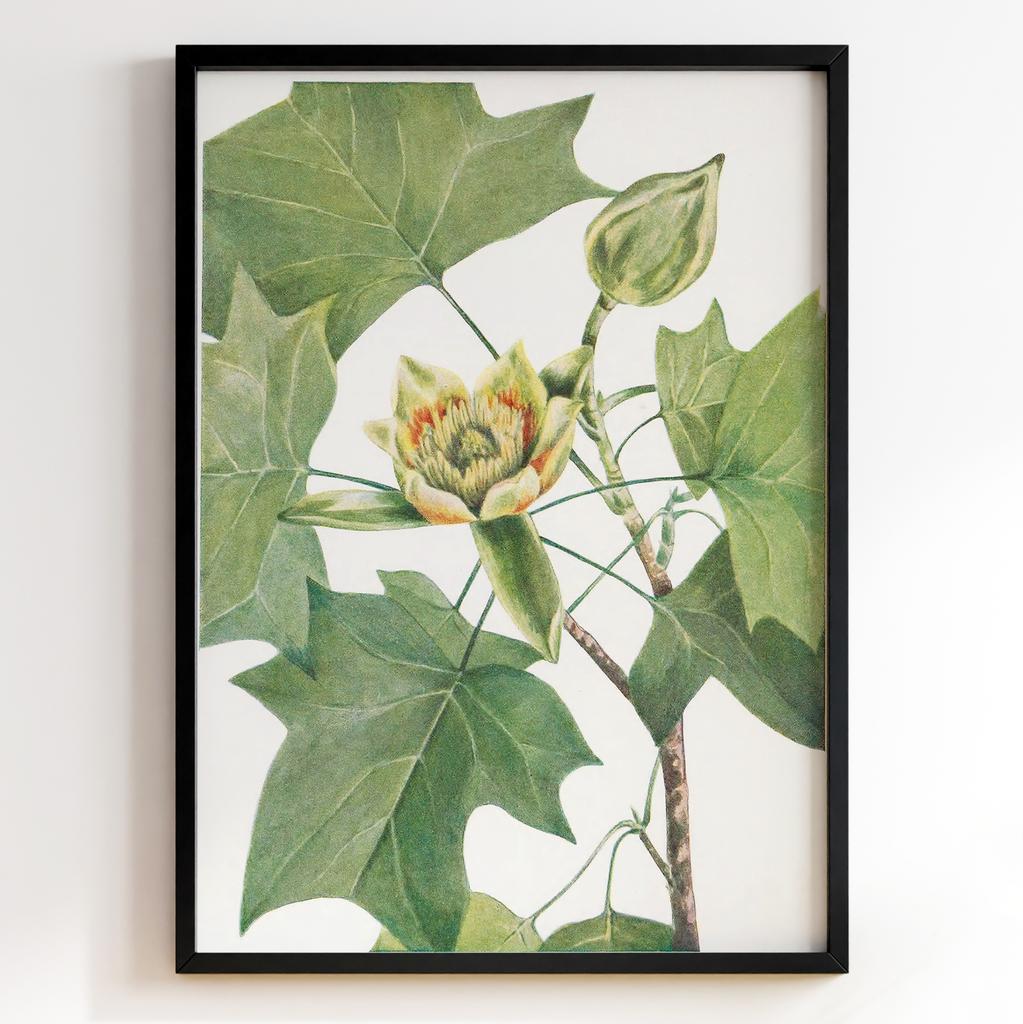 Ботанічний постер Мері Вокс Волкотт | Mary Vaux Walcott Арт: 277333