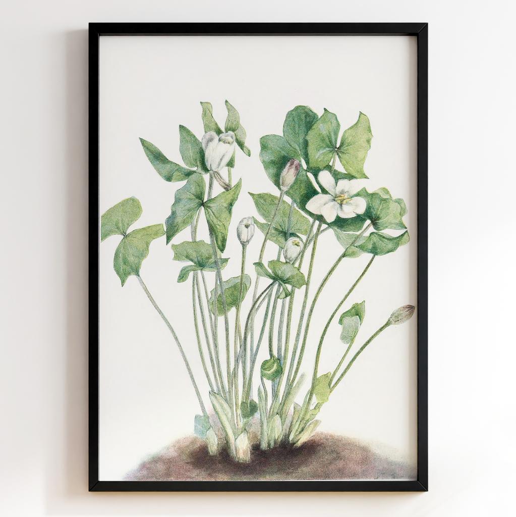 Ботанічний постер Мері Вокс Волкотт | Mary Vaux Walcott Арт: 277334
