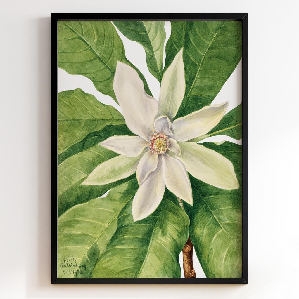 Ботанічний постер Мері Вокс Волкотт | Mary Vaux Walcott Арт: 277335