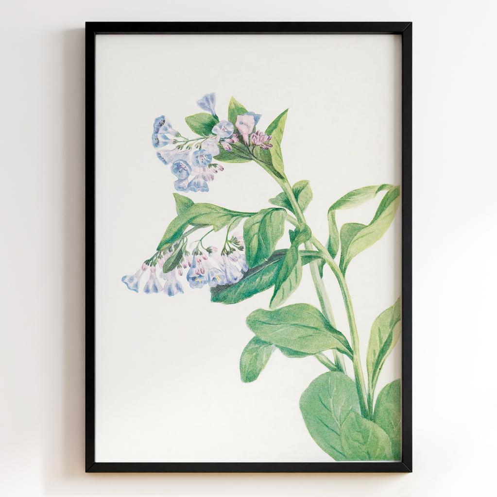 Ботанічний постер Мері Вокс Волкотт | Mary Vaux Walcott Арт: 277336