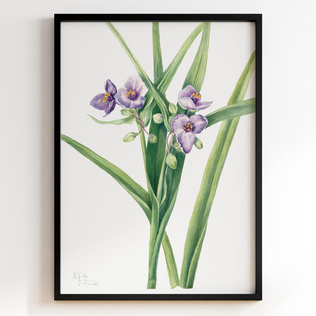 Ботанічний постер Мері Вокс Волкотт | Mary Vaux Walcott Арт: 277337