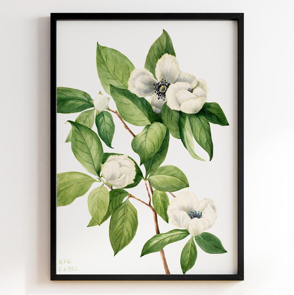 Ботанічний постер Мері Вокс Волкотт | Mary Vaux Walcott Арт: 277338
