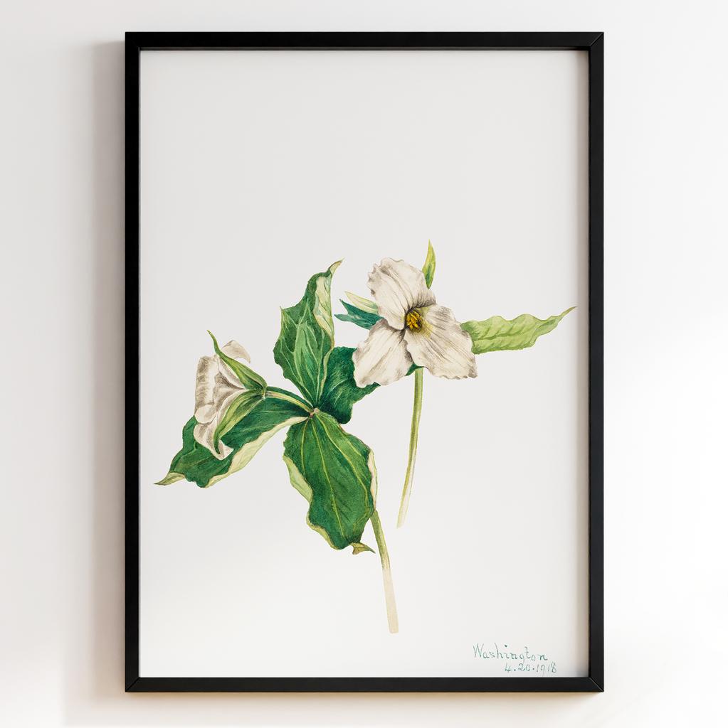 Ботанічний постер Мері Вокс Волкотт | Mary Vaux Walcott Арт: 277339