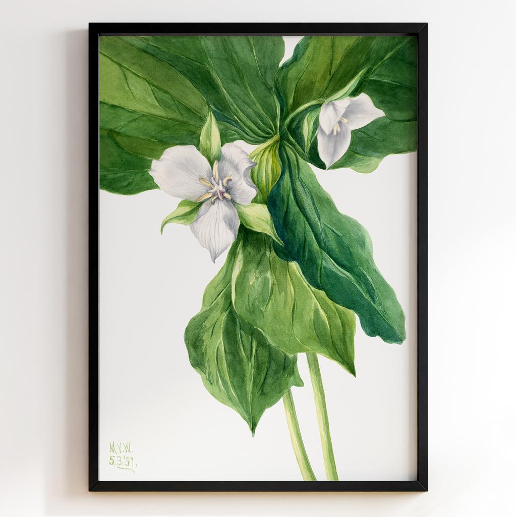 Ботанічний постер Мері Вокс Волкотт | Mary Vaux Walcott Арт: 277340