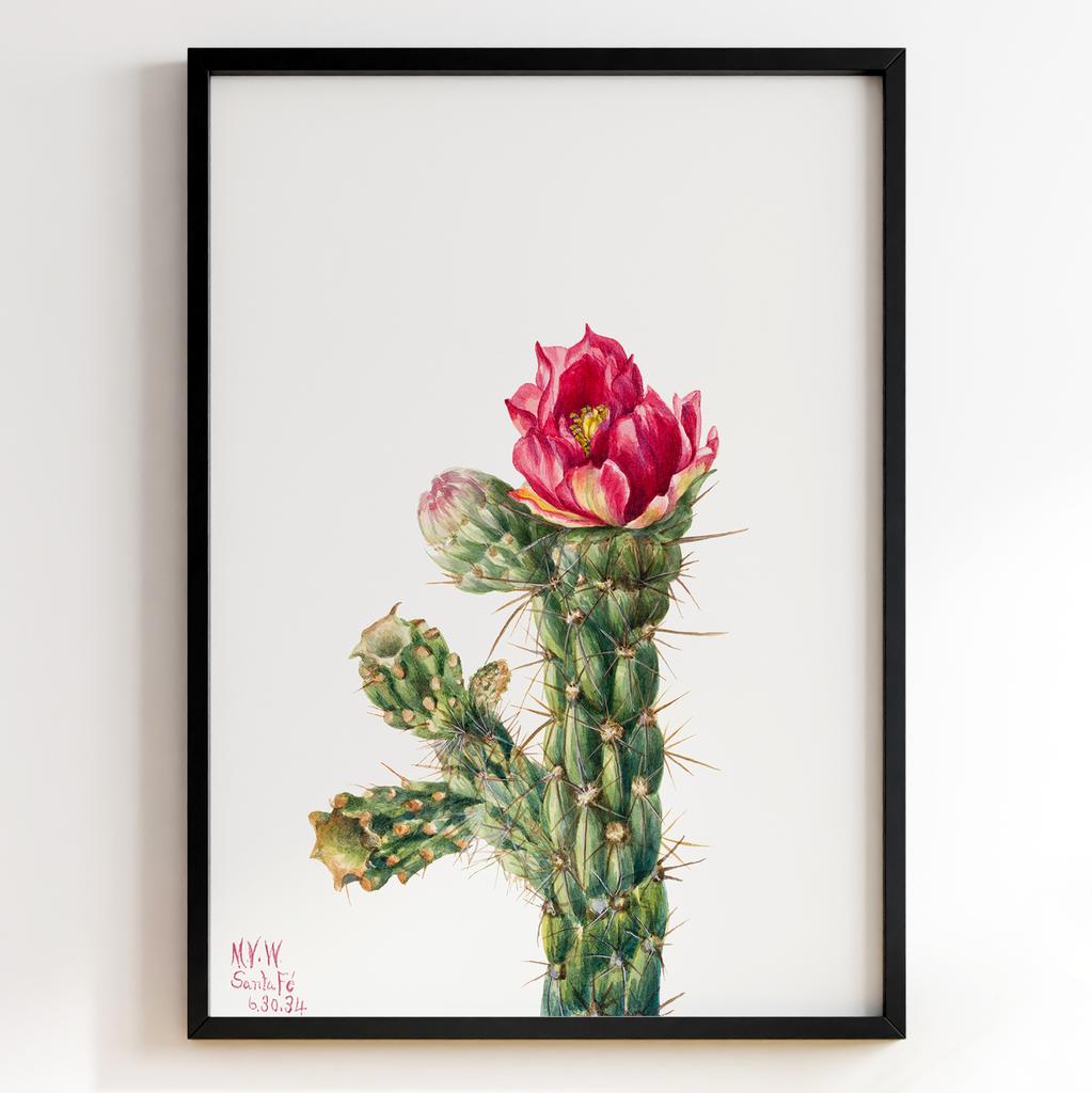 Ботанічний постер Мері Вокс Волкотт | Mary Vaux Walcott Арт: 277341