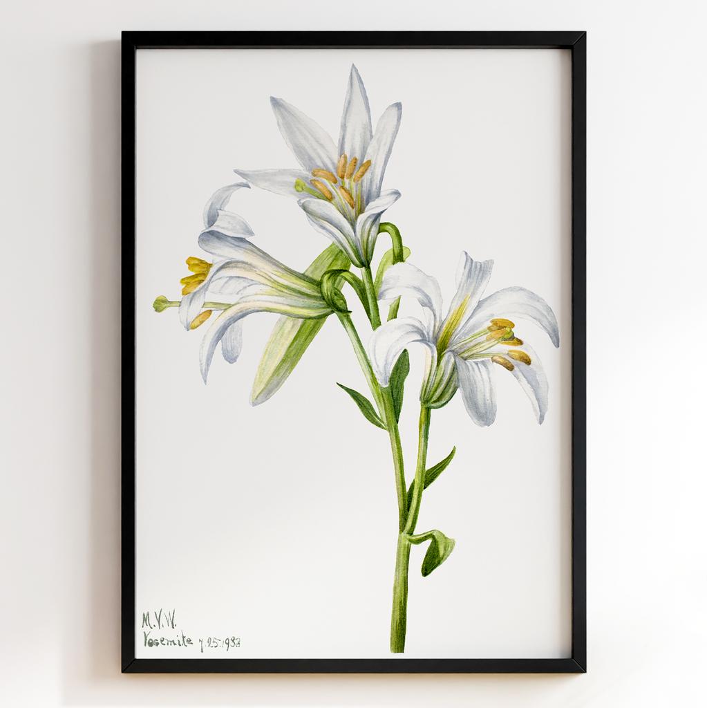 Ботанічний постер Мері Вокс Волкотт | Mary Vaux Walcott Арт: 277342