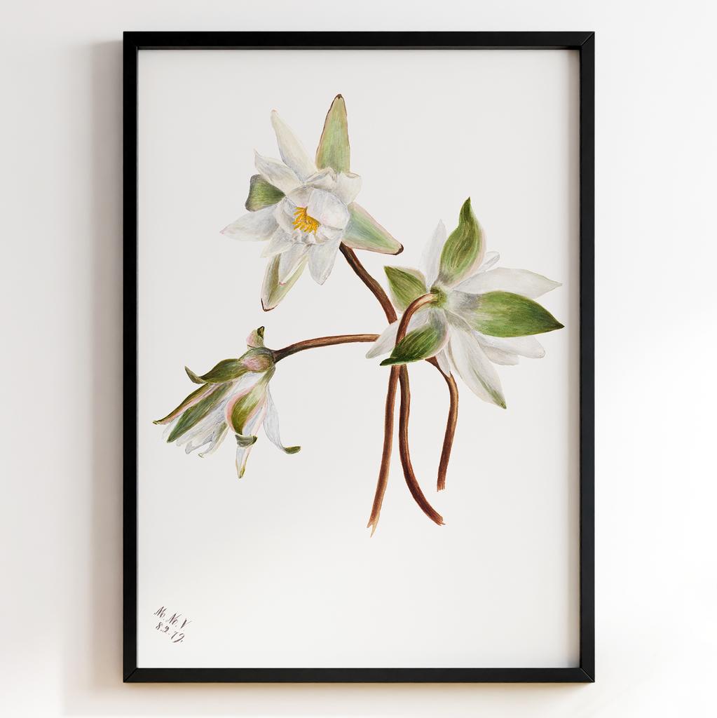 Ботанічний постер Мері Вокс Волкотт | Mary Vaux Walcott Арт: 277343
