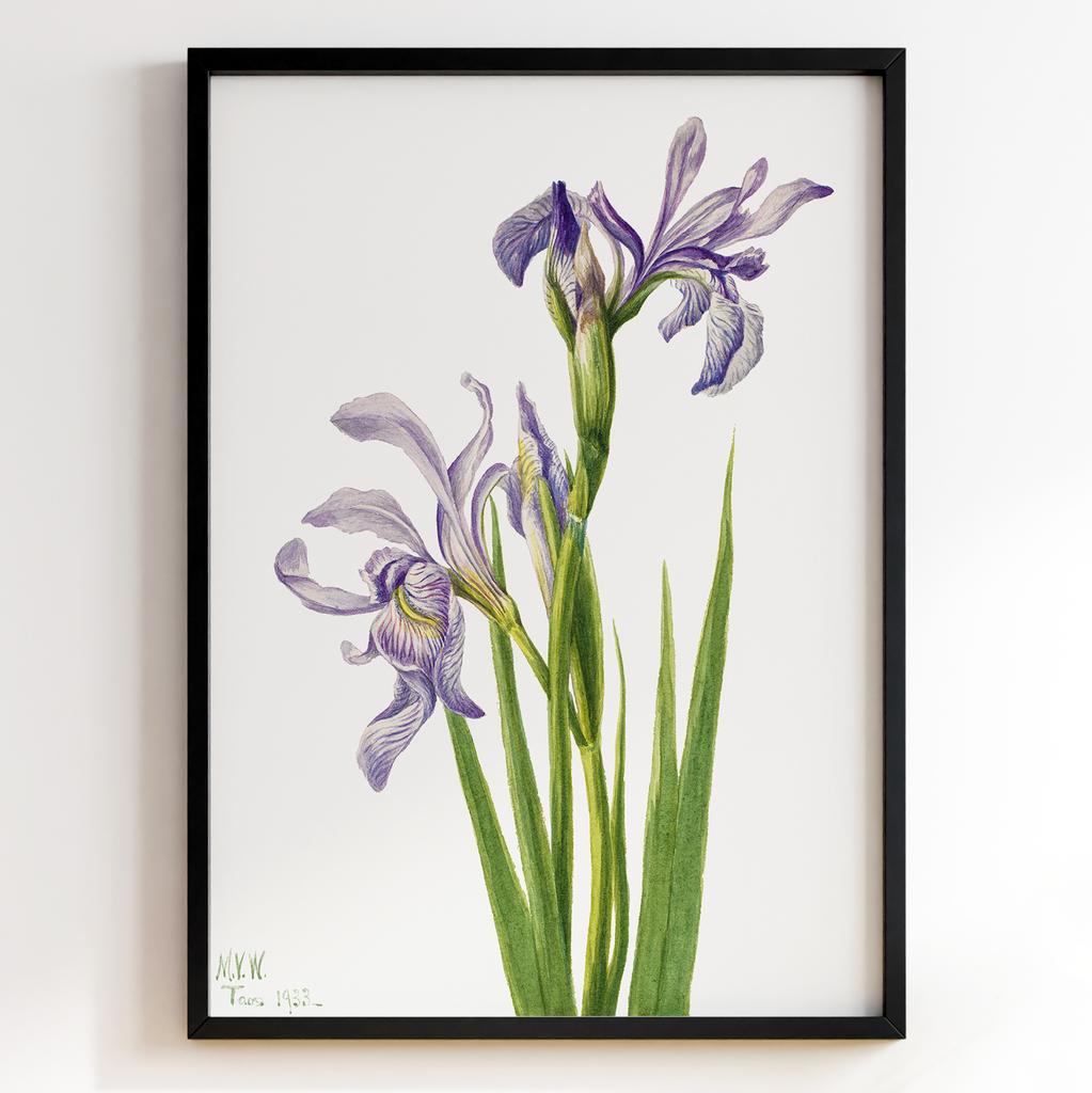 Ботанічний постер Мері Вокс Волкотт | Mary Vaux Walcott Арт: 277344