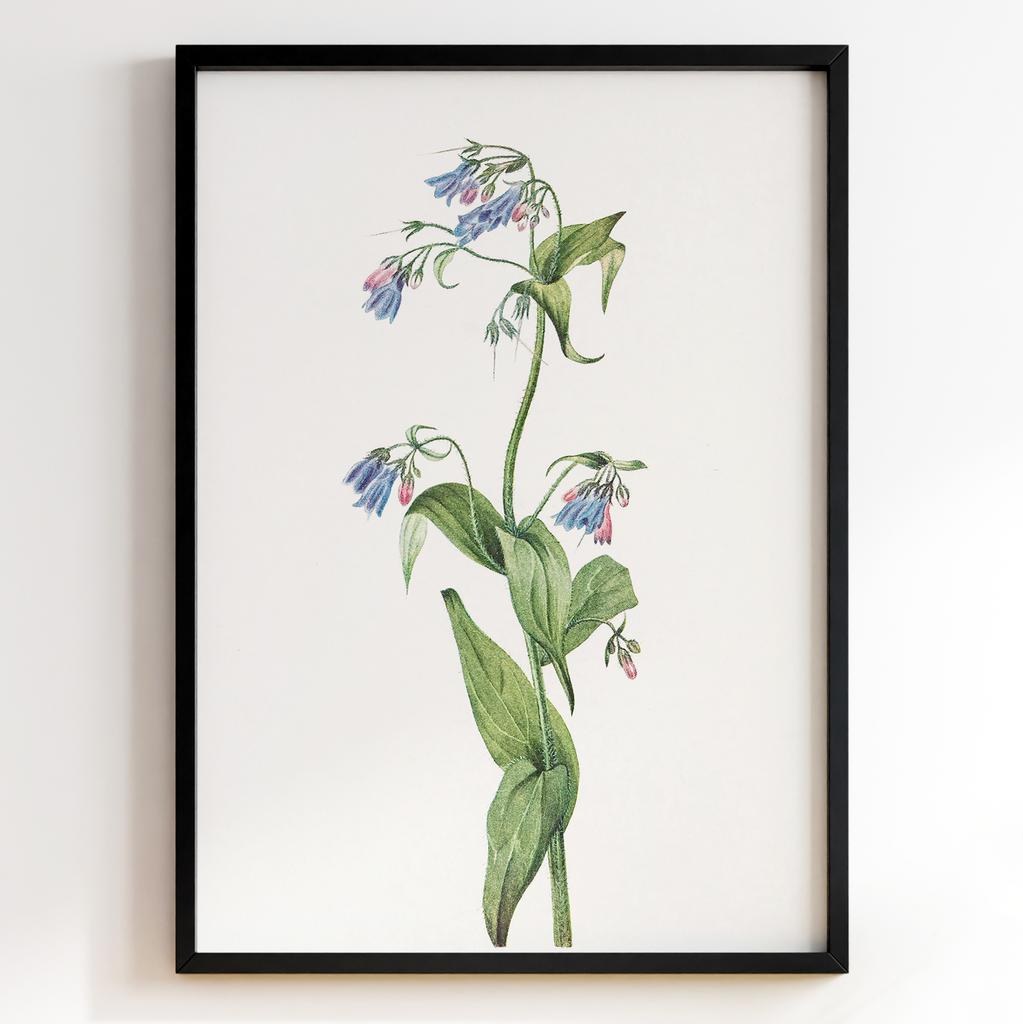 Ботанічний постер Мері Вокс Волкотт | Mary Vaux Walcott Арт: 277345