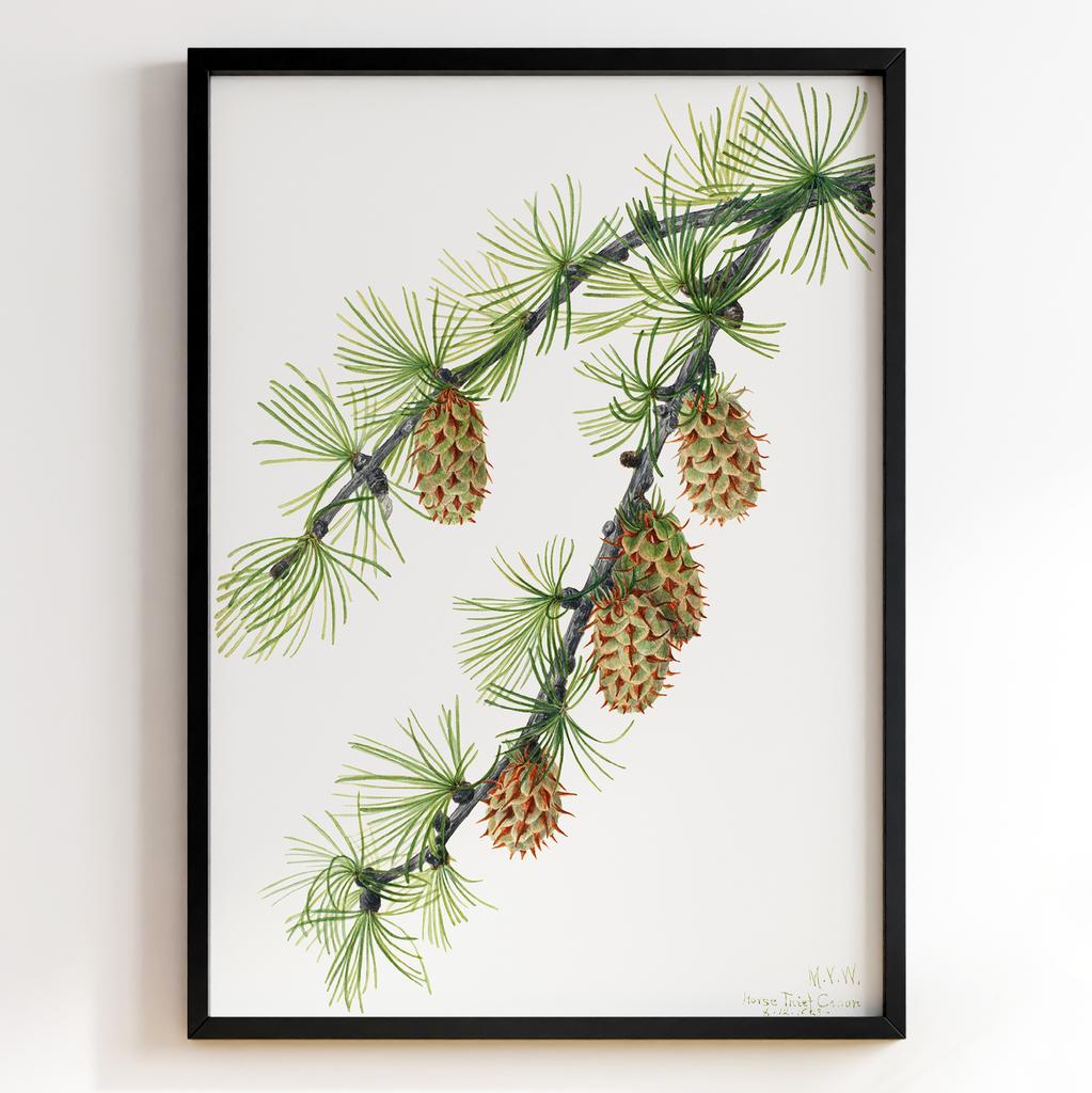 Ботанічний постер Мері Вокс Волкотт | Mary Vaux Walcott Арт: 277346