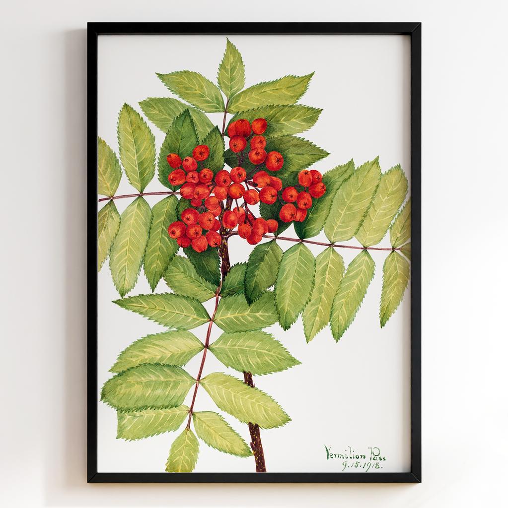 Ботанічний постер Мері Вокс Волкотт | Mary Vaux Walcott Арт: 277347