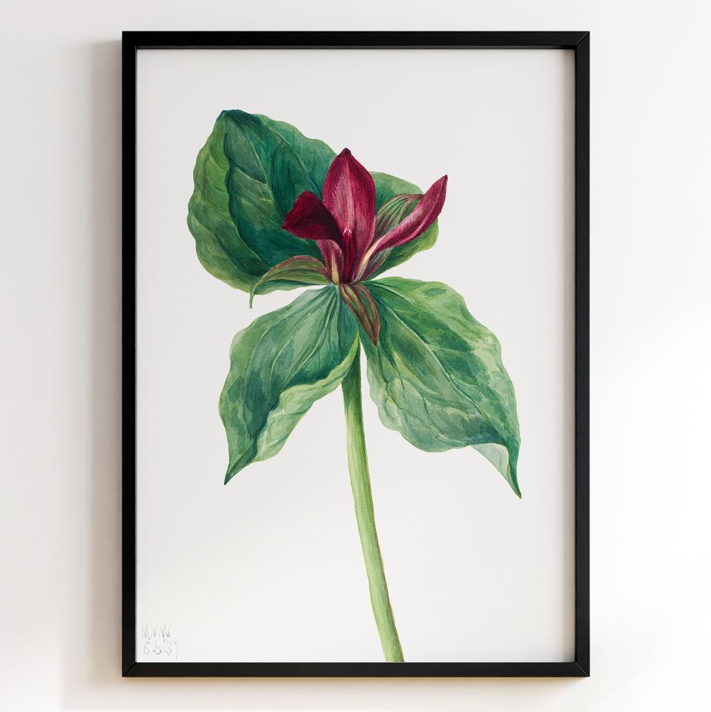 Ботанічний постер Мері Вокс Волкотт | Mary Vaux Walcott Арт: 277348