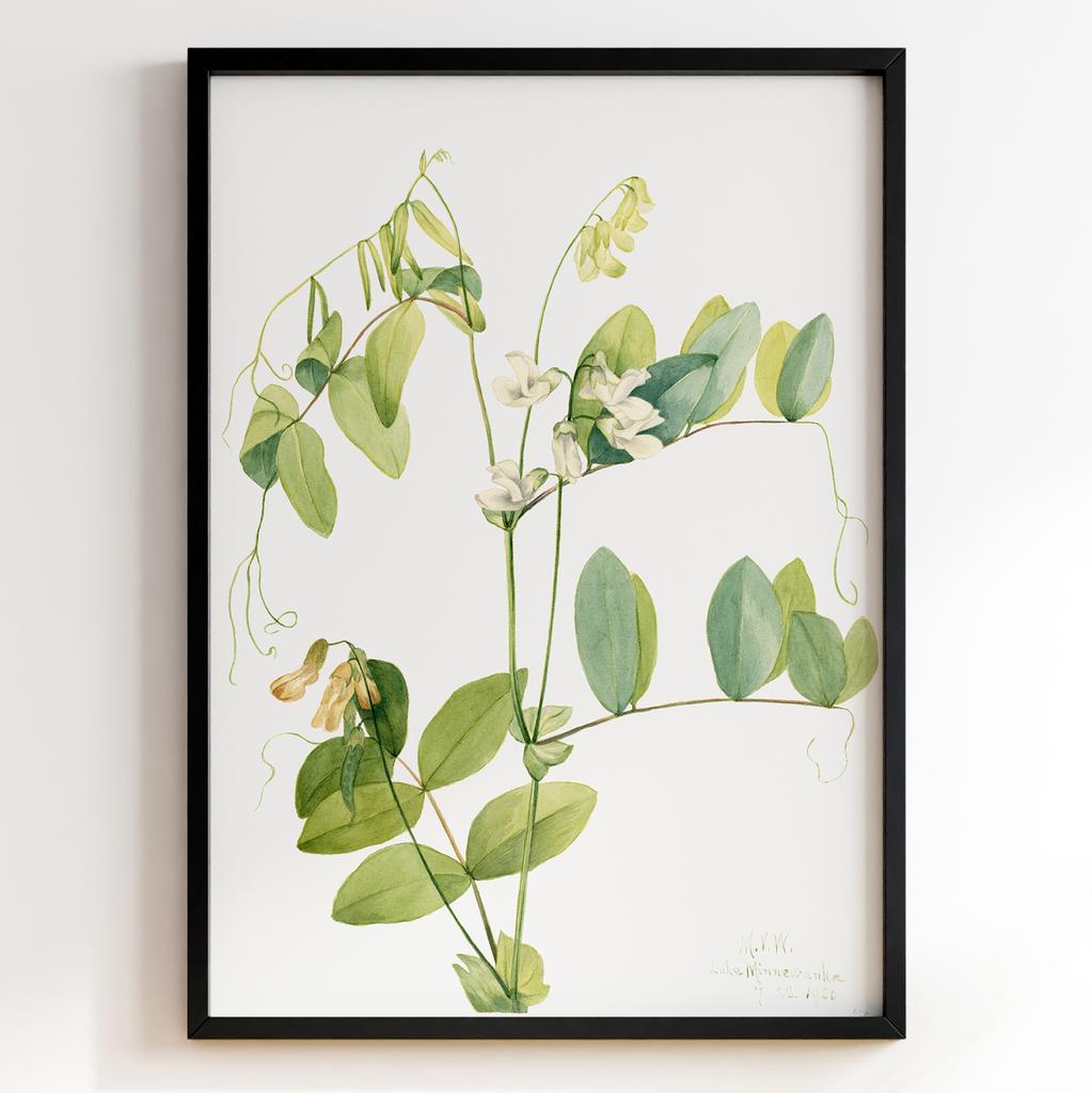 Ботанічний постер Мері Вокс Волкотт | Mary Vaux Walcott Арт: 277349