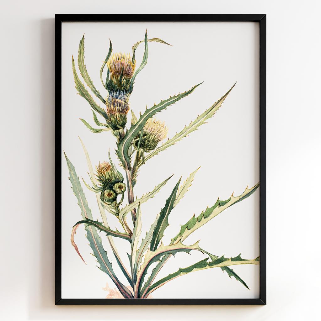 Ботанічний постер Мері Вокс Волкотт | Mary Vaux Walcott Арт: 277350