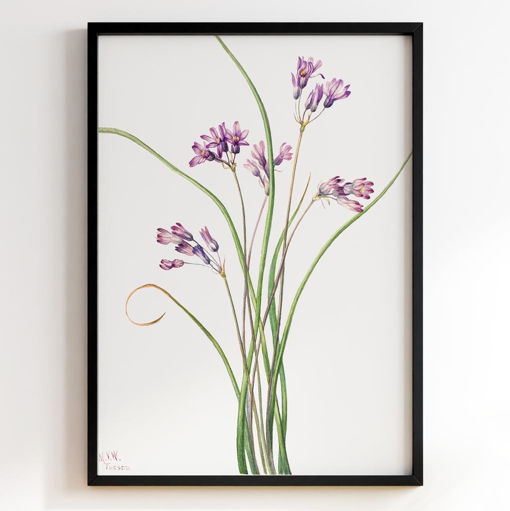 Ботанічний постер Мері Вокс Волкотт | Mary Vaux Walcott Арт: 277351