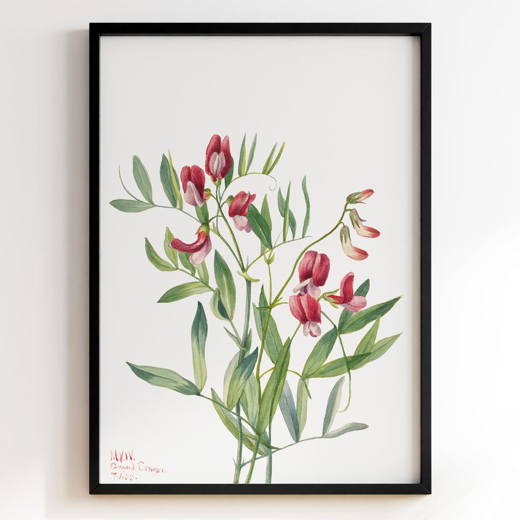 Ботанічний постер Мері Вокс Волкотт | Mary Vaux Walcott Арт: 277352