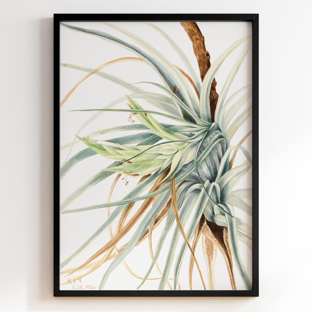 Ботанічний постер Мері Вокс Волкотт | Mary Vaux Walcott Арт: 277353