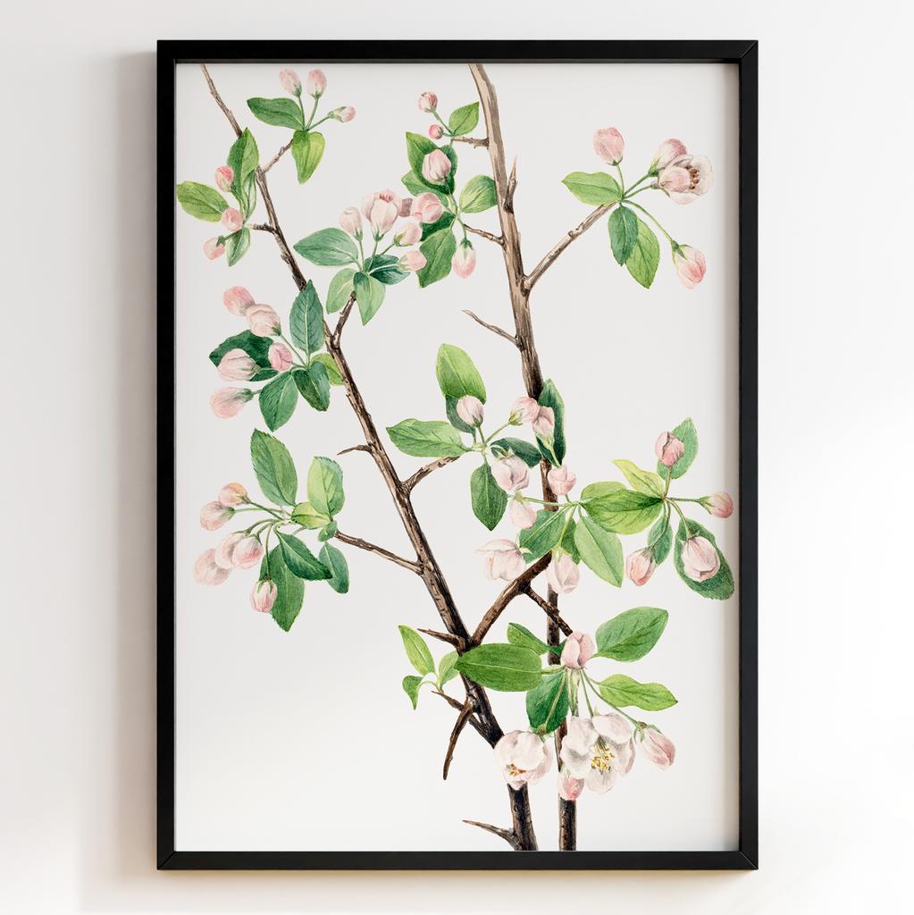 Ботанічний постер Мері Вокс Волкотт | Mary Vaux Walcott Арт: 277354