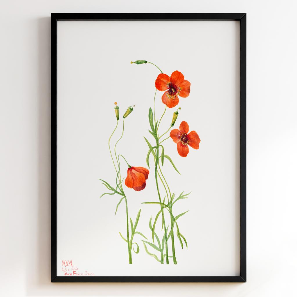 Ботанічний постер Мері Вокс Волкотт | Mary Vaux Walcott Арт: 277355