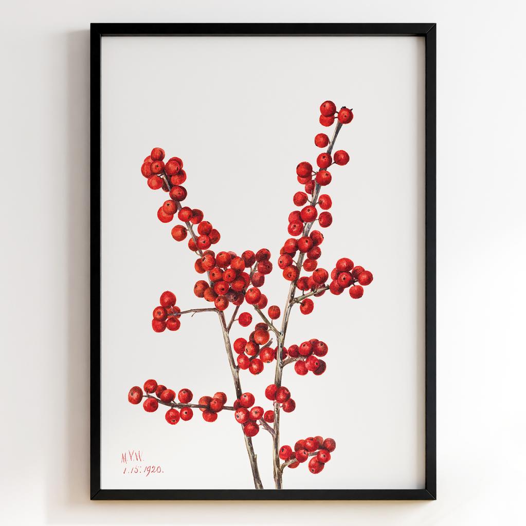 Ботанічний постер Мері Вокс Волкотт | Mary Vaux Walcott Арт: 277356