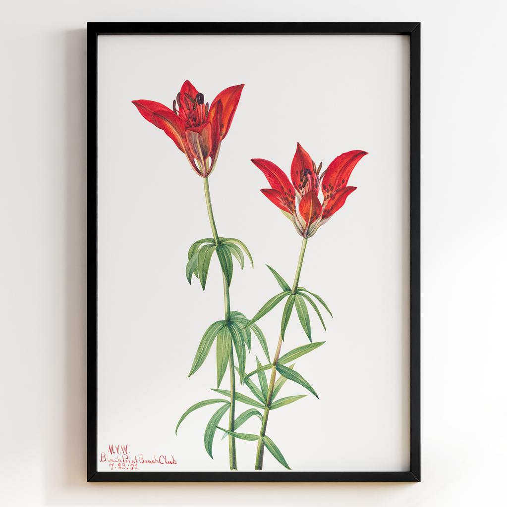 Ботанічний постер Мері Вокс Волкотт | Mary Vaux Walcott Арт: 277357