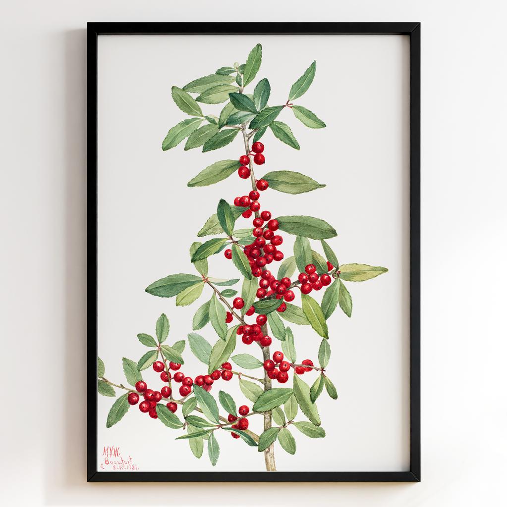 Ботанічний постер Мері Вокс Волкотт | Mary Vaux Walcott Арт: 277358