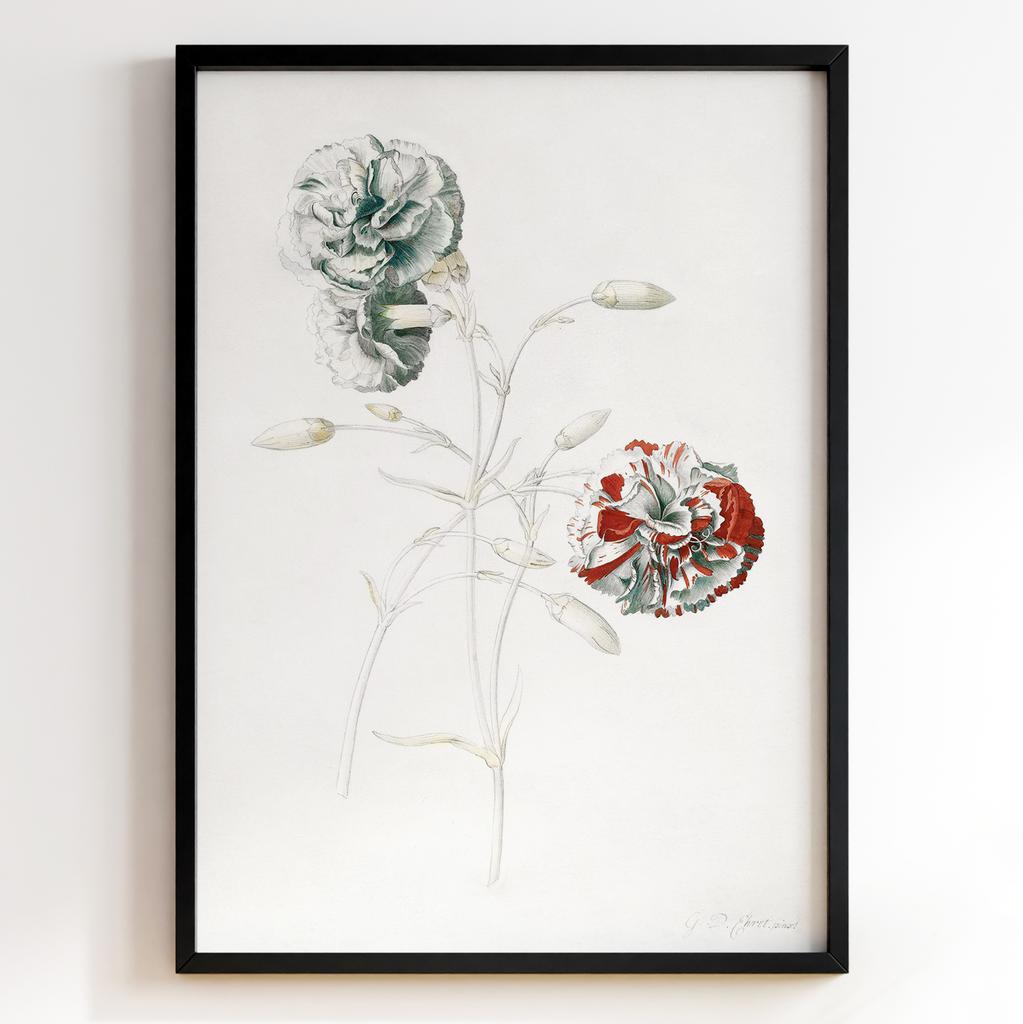 Ботанічний постер Георг Діонісіус Еррет | Georg Dionysius Ehret Арт: 28400