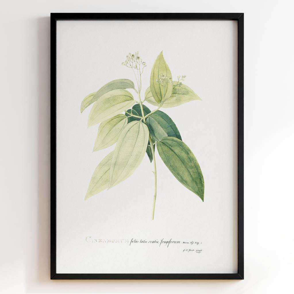 Ботанічний постер Георг Діонісіус Еррет | Georg Dionysius Ehret Арт: 28401