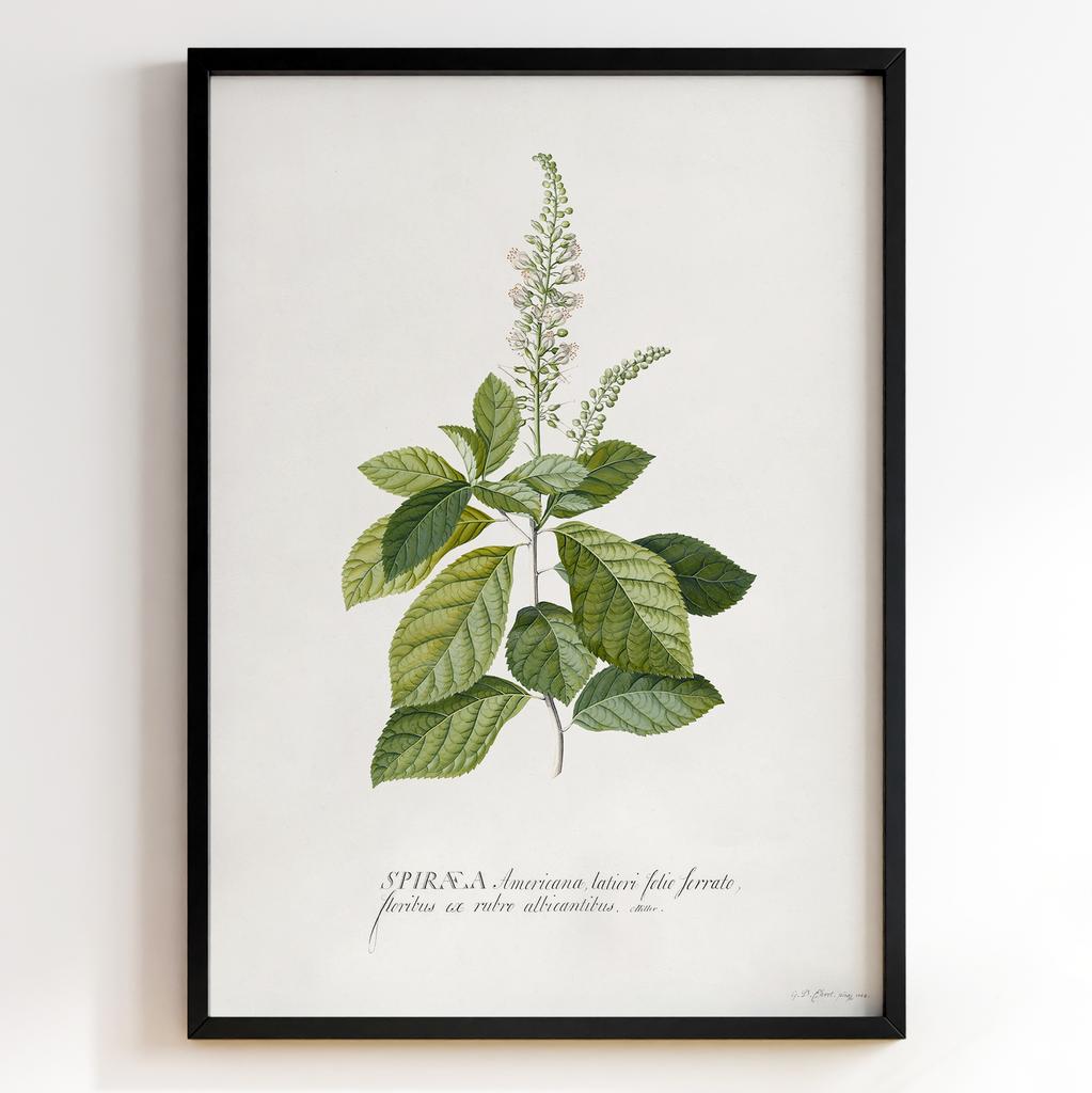 Ботанічний постер Георг Діонісіус Еррет | Georg Dionysius Ehret Арт: 28402