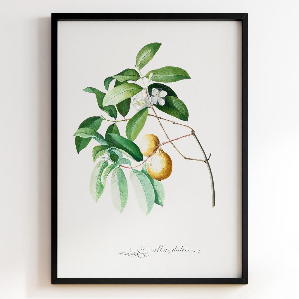 Ботанічний постер Георг Діонісіус Еррет | Georg Dionysius Ehret Арт: 28403