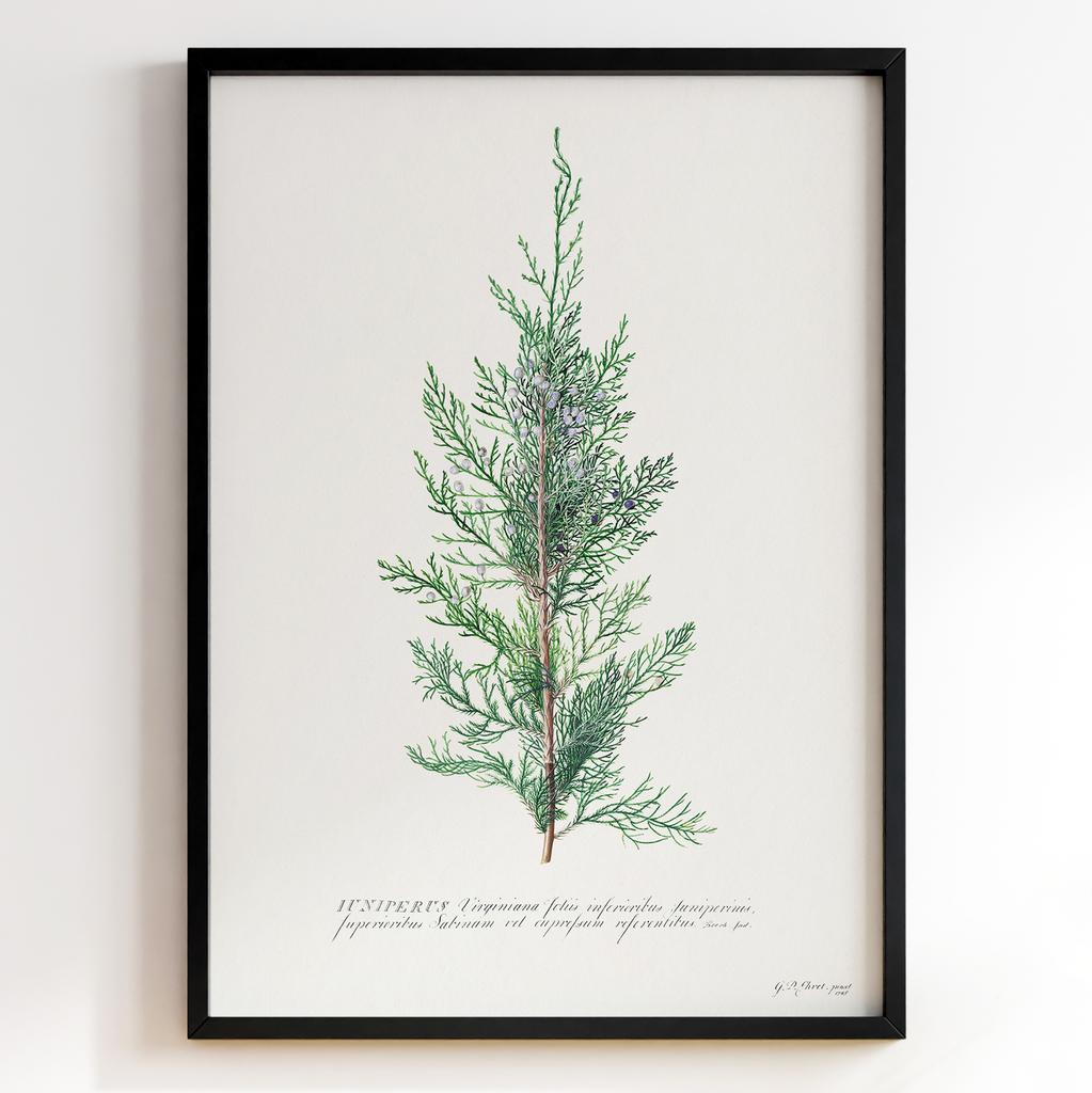 Ботанічний постер Георг Діонісіус Еррет | Georg Dionysius Ehret Арт: 28404