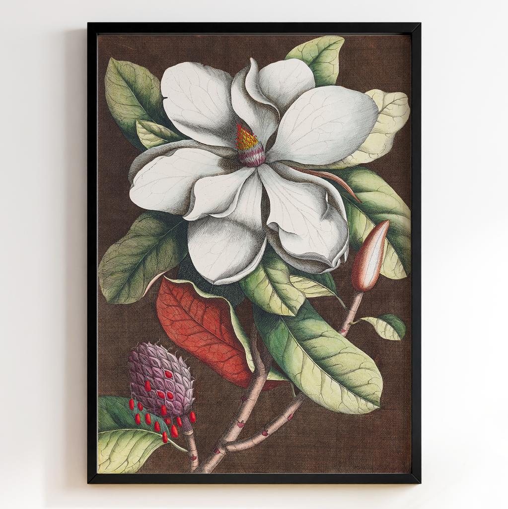 Ботанічний постер Георг Діонісіус Еррет | Georg Dionysius Ehret Арт: 28405