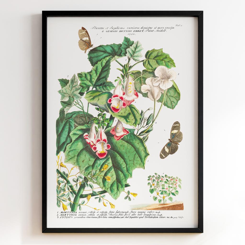 Ботанічний постер Георг Діонісіус Еррет | Georg Dionysius Ehret Арт: 28407