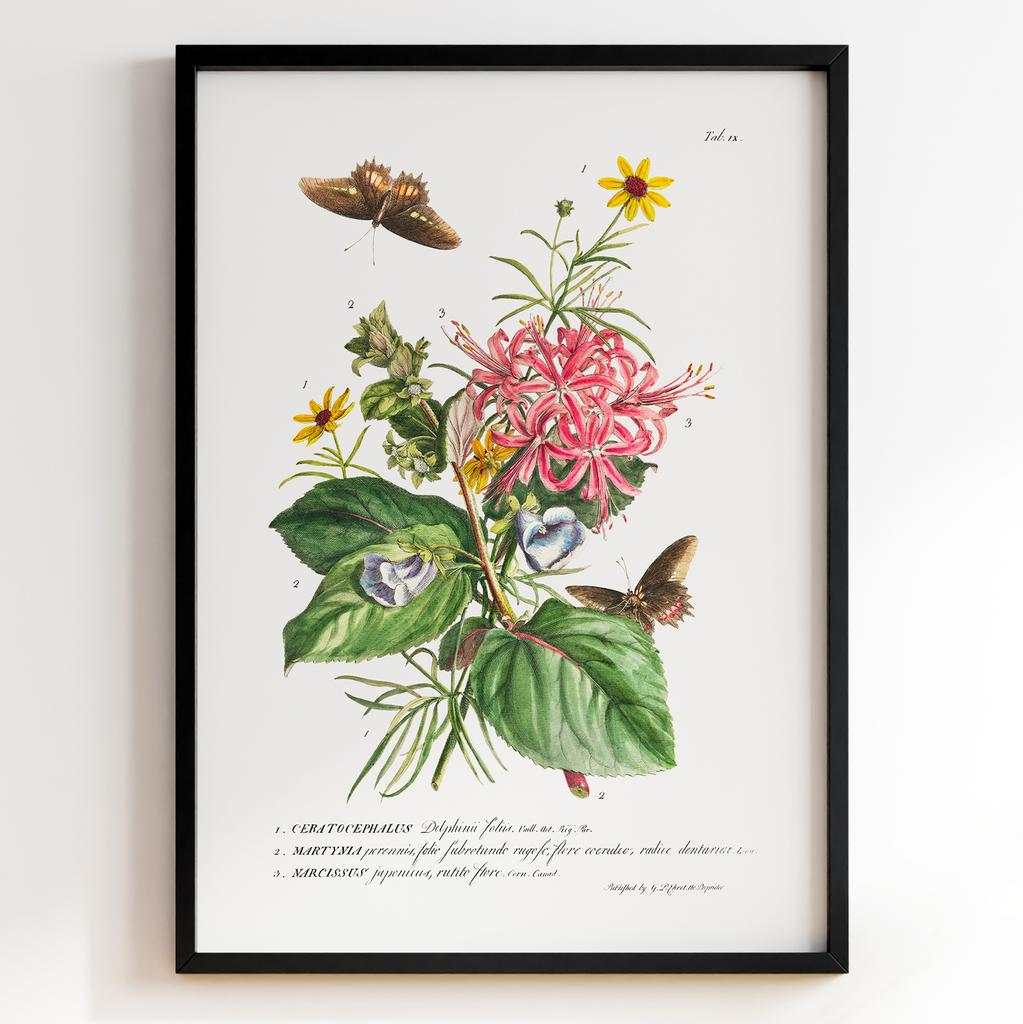 Ботанічний постер Георг Діонісіус Еррет | Georg Dionysius Ehret Арт: 28408