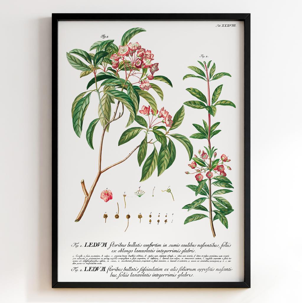 Ботанічний постер Георг Діонісіус Еррет | Georg Dionysius Ehret Арт: 28409