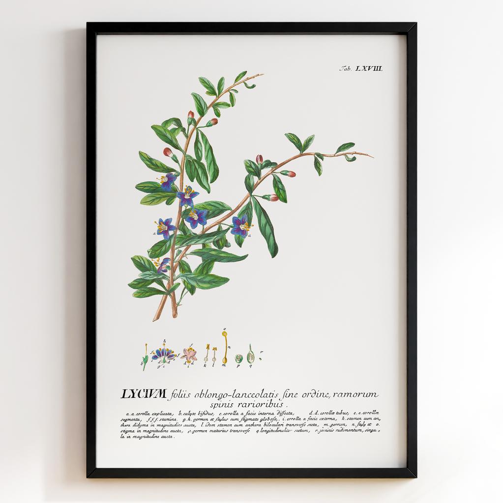 Ботанічний постер Георг Діонісіус Еррет | Georg Dionysius Ehret Арт: 28410