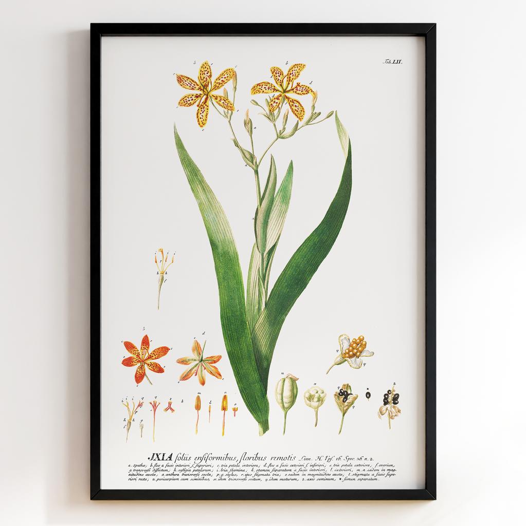 Ботанічний постер Георг Діонісіус Еррет | Georg Dionysius Ehret Арт: 28411